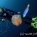 jellyfish_mastigophora_crambione_hd_lan_h_0235_tha5534.jpg